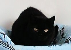 Jane