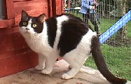 Coco