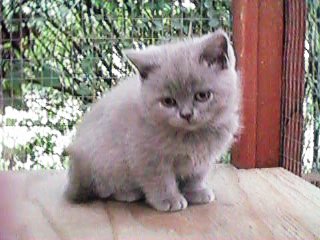 Mischa