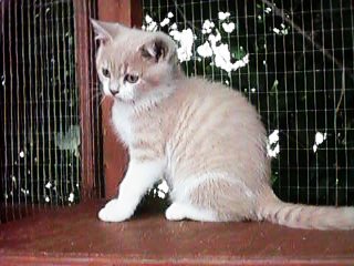 Zimba