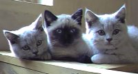 Carina and Amethyst