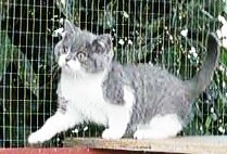 Nova