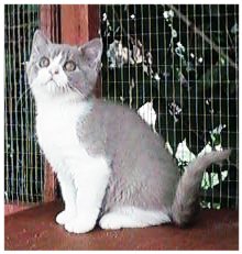 Methuselah