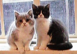 Tartufo and Coco
