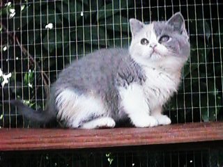 Milly