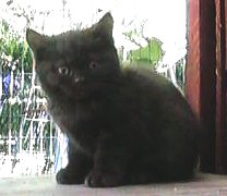 Macey
