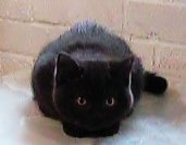 Merlin