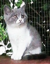Saffy