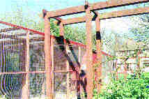 Redstacks Cattery